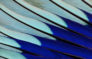 Natural Pattern Prints: Wing feathers of Blue-bellied Roller
