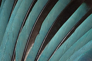 Images Dated 26th November 2011: Wing Feathers in Blue Fanned Out