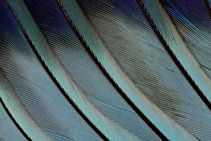 Fanned Out Prints: Wing Feathers in Blue Fanned Out