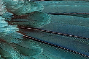 Images Dated 26th November 2011: Wing Feathers in Blue Fanned Out