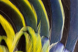 Fanned Prints: Wing Feathers fanned out on Eastern Rosella