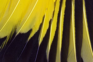 Images Dated 1st December 2011: Wing Feathers Fanned Out Regent Bowerbird