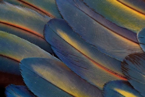 Macaw Prints: Wing Feathers Fanned out Scarlet Macaw