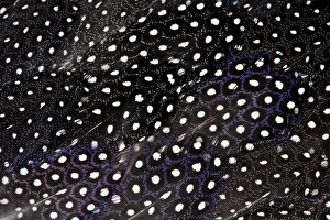 Images Dated 29th January 2010: Wing Feathers Helmeted Guineafowl