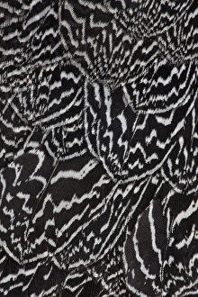 Natural Pattern Prints: Wing Feathers Helmeted Guineafowl
