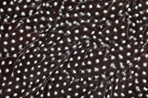 Wing Feathers Helmeted Guineafowl