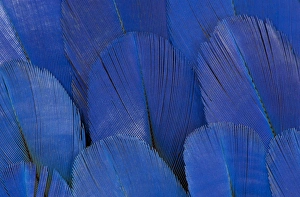 Macaw Prints: Wing feathers of the Hyacinth Macaw