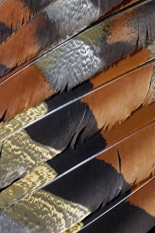 Natural Pattern Prints: Wing detail of feathers Sun Bittern