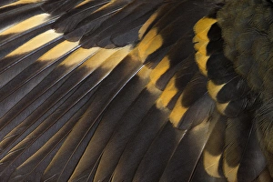 Natural Pattern Prints: Wing Feathers of Varied Thrush