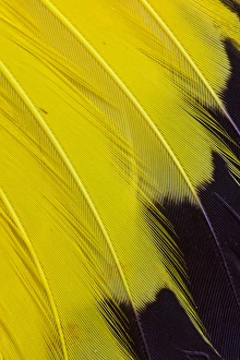 Natural Pattern Prints: Wing feathers of Yellow rumped Cacique