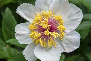 Winged Victory Peony, USA