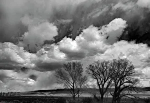 Images Dated 25th January 2023: Winter cottonwoods reach for the sky along 395 in the Antelope Valley