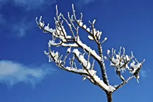 Images Dated 18th December 2011: Winter frost. Winter in British Columbia brings a variety of landscapes and closeups