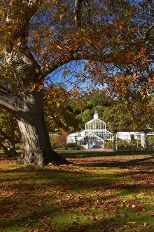 Dunedin Prints: Winter Gardens and autumn colour, Botanic Gardens, Dunedin, Otago, South Island