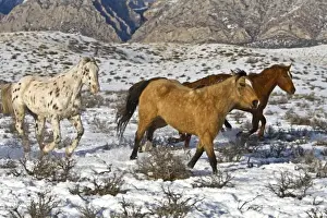 Western Scenic Prints: A winter scenic of running horses on The Hideout Ranch in Shell Wyoming