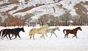 Images Dated 10th February 2008: A winter scenic of running horses on The Hideout Ranch in Shell Wyoming