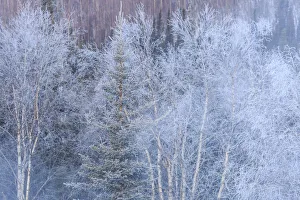 Fairbanks Prints: Winter scenics near Fairbanks, Alaska