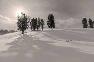 Images Dated 30th January 2018: Winter shadows from douglas fir trees in Yellowstone National Park, Wyoming, USA