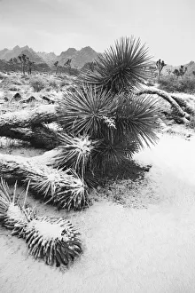 Winter storm, Joshua Tree National Park, California