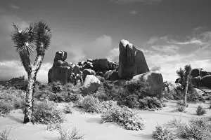 Images Dated 12th August 2021: Winter storm, Joshua Tree National Park, California