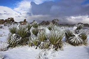 Images Dated 12th August 2021: Winter storm, Joshua Tree National Park, California
