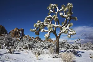 Images Dated 12th August 2021: Winter storm, Joshua Tree National Park, California