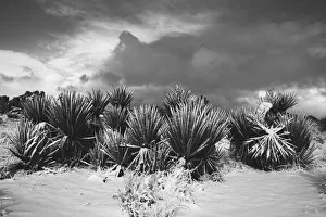 Images Dated 13th August 2021: Winter storm, Joshua Tree National Park, California