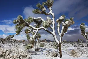 Images Dated 12th August 2021: Winter storm, Joshua Tree National Park, California