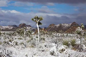 Images Dated 12th August 2021: Winter storm, Joshua Tree National Park, California
