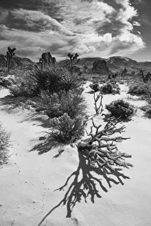 Images Dated 13th August 2021: Winter storm, Joshua Tree National Park, California