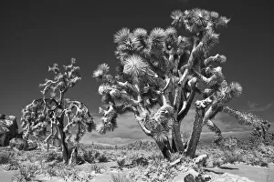 Images Dated 13th August 2021: Winter storm, Joshua Tree National Park, California