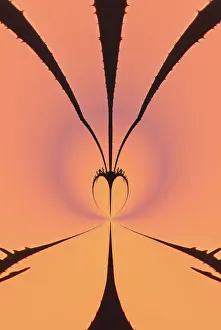 Images Dated 20th June 2011: Winter sunrise silhouetting Teasel plant, Kentucky