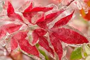 A winters ice storm covering the leaves of Heavenly Bamboo in the winter reds, Sammamish