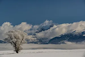 Drigg Prints: Wintry landscape of cottonwood tree, fog, and Teton Mountains, Driggs, Idaho
