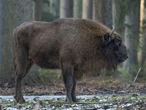 Enclosure Prints: Wisent or European bison (Bison bonasus, Bos bonasus) during winter