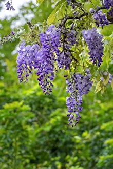 Wisteria