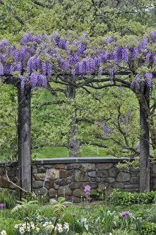 Pennsylvania Prints: Wisteria in full bloom on trellis Chanticleer Garden, Wayne, Pennsylvania