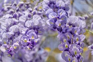Climbing Prints: Wisteria Sinensis