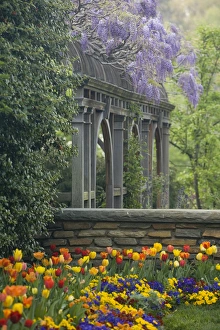 Images Dated 16th April 2006: Wisteria and tulips in garden of Dumbarton Oaks, Georgetown, Washington D.C. (District of Columbia)