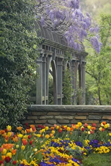 Wisteria and tulips in garden of Dumbarton Oaks, Georgetown, Washington D.C. (District of Columbia)