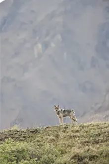 A wolf from the Grant Creek Pack, stares down from a ridgetop in Denali National Park