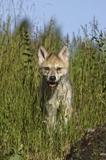 Predatory Prints: Wolf pup, Canis lupus, Captive