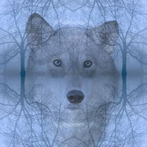 Abstract Prints: Wolf and skeleton trees montage