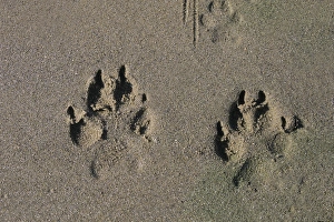 James Kay Prints: Wolf tracks along sandy beach of a lake in Caribou Mountains, British Columbia, Canada
