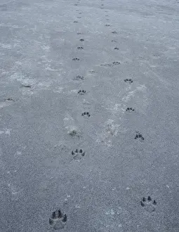 Wolf Prints: Wolf(Canis lupus)tracks, glacier bay national park, Alaska