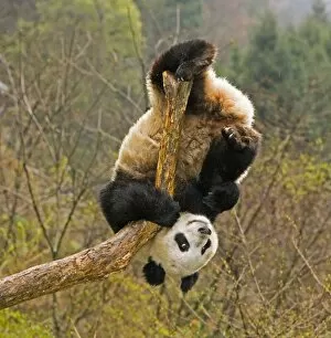 Wolong Panda Reserve, China, 2 1 / 2 yr old panda upside down on tree snag