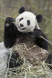 Panda Gallery: Wolong Reserve, China, Giant panda eating bamboo