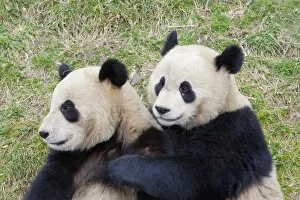 Panda Gallery: Wolong Reserve, China, Giant panda hugging another