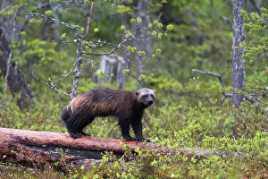 Finland Prints: A wolverine, Gulo gulo, standing on a dead log. Kuhmo, Oulu, Finland