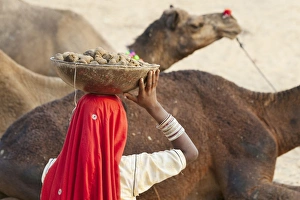 Fair Prints: Woman with camel at Pushkar Camel Fair, Pushkar, Rajasthan, India